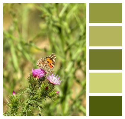 Pollination Butterfly Thistle Image