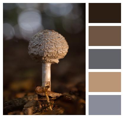 Forest Mushroom Fungus Image