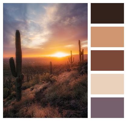 Sunset Cacti Desert Image