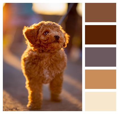Pooch Animal Puppy Pet Image