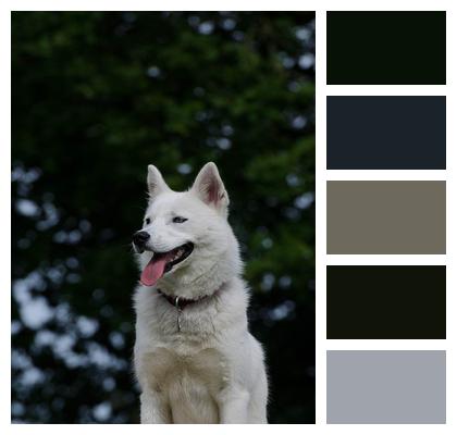 Animal White Husky Image