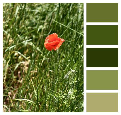 Meadow Poppy Grass Image