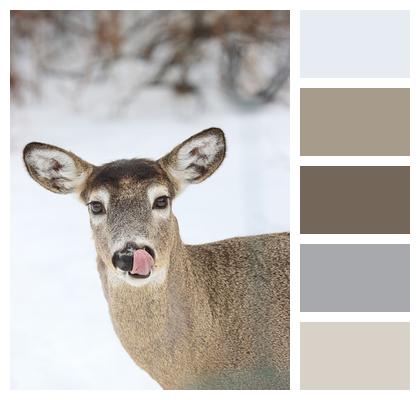 Winter Wildlife Deer Image