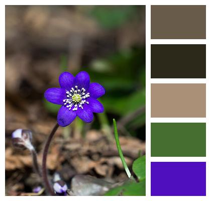 Blue Forest Flower Image