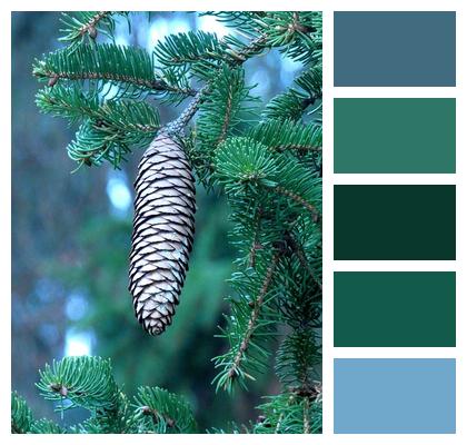 Spruce Cone Tree Image