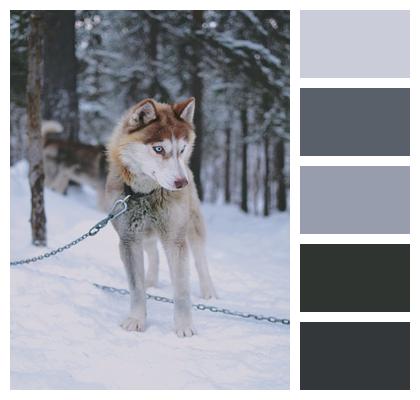 Winter Husky Dog Image