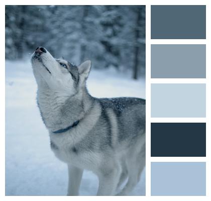 Winter Husky Dog Image