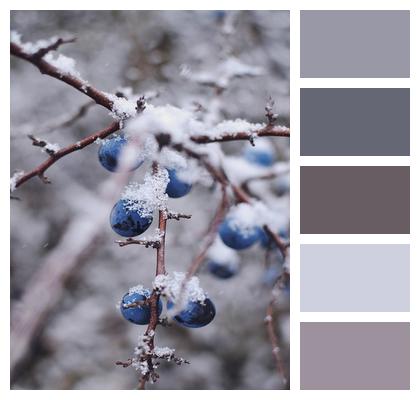 Organic Blueberry Winter Image