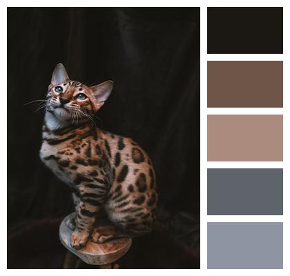 Cat Bengal Pet Image