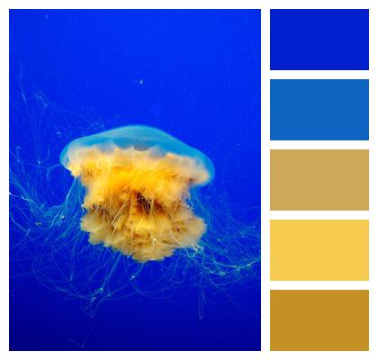 Ocean Jellyfish Underwater Image
