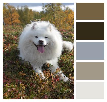 Samoyed Dog Autumn Image