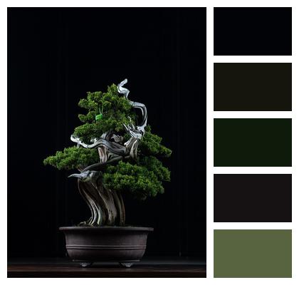 Decoration Plant Bonsai Image