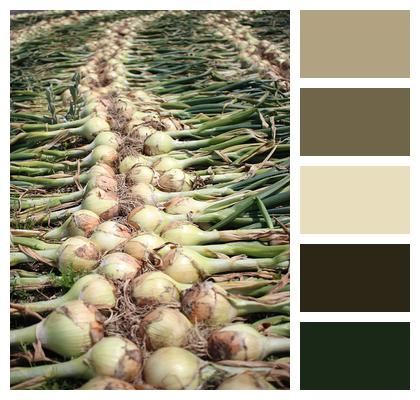 Vegetables Produce Onion Image