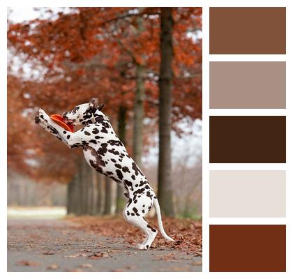 Animal Dog Dalmatian Image