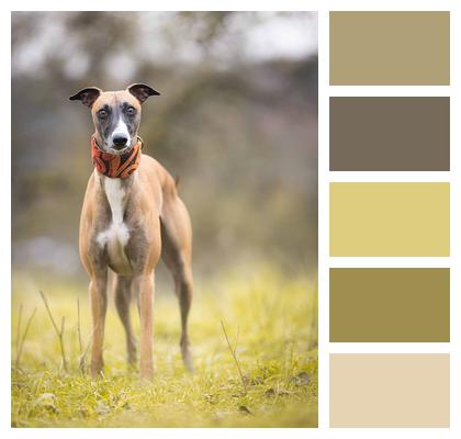 Pet Dog Greyhound Image