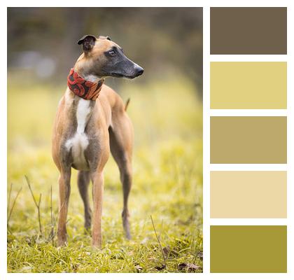 Greyhound Pet Dog Image