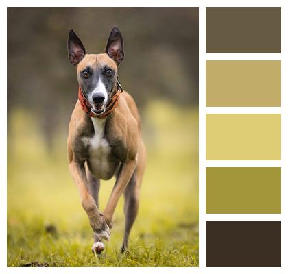 Dog Greyhound Pet Image