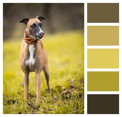 Dog Greyhound Pet Image
