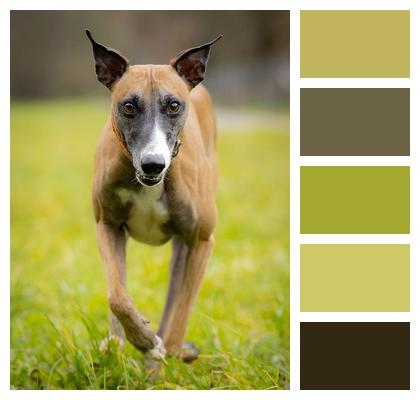 Dog Pet Greyhound Image