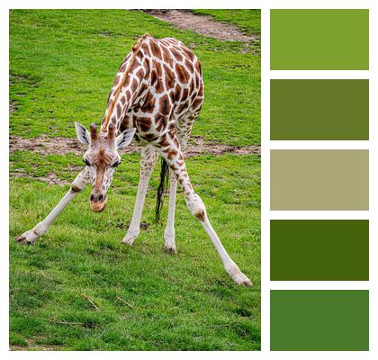Animal Giraffe Mammal Image