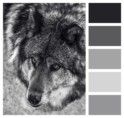 Mammal Wolf Animal Image