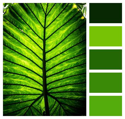 Texture Leaf Exotic Image