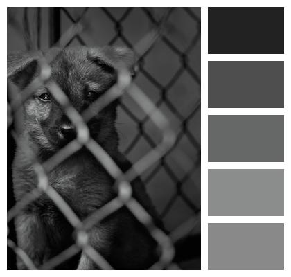 Monochrome Dog Animal Image