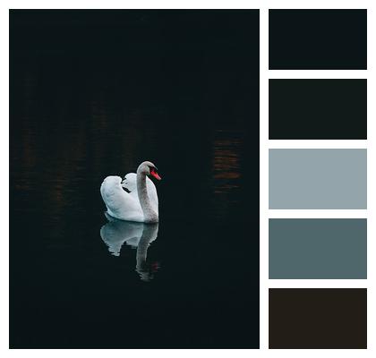 Lake Bird Swan Image