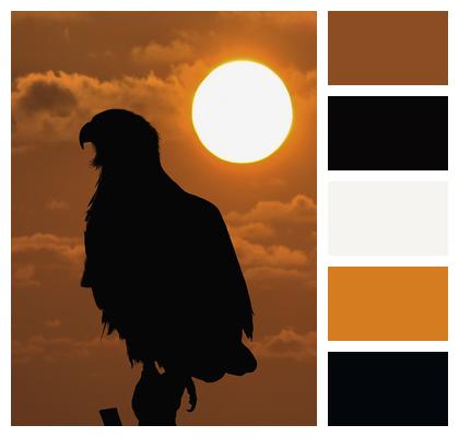 Sun Bird Eagle Image