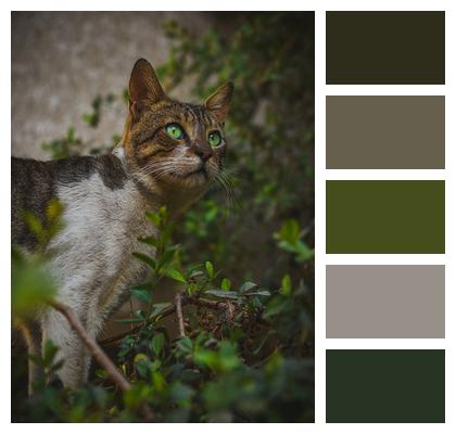 Pet Animal Cat Image