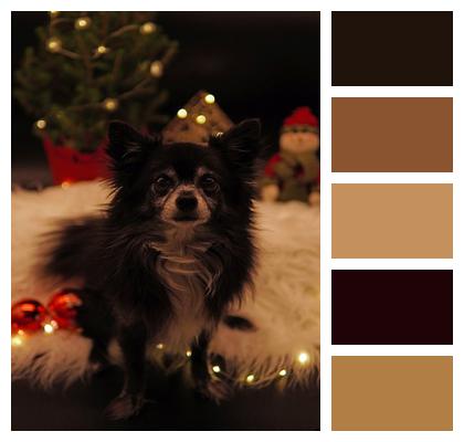 Dog Christmas Chihuahua Image