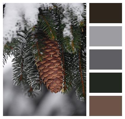Cone Spruce Tree Image