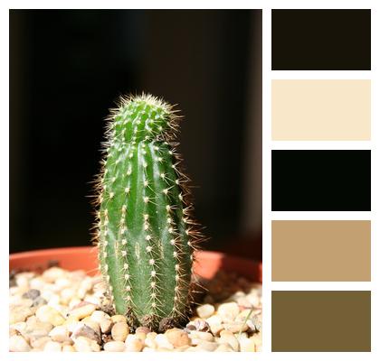 Plant Nature Cactus Image