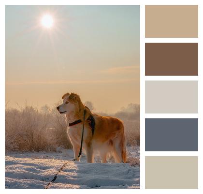 Dog Winter Sunrise Image