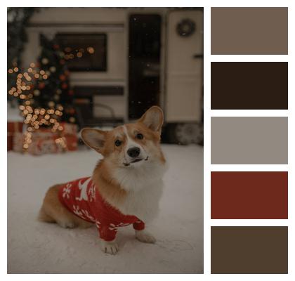 Sweater Corgi Dog Image