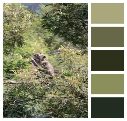 Forest Monyet Monket Image