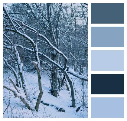 Winter Nature Trees Image