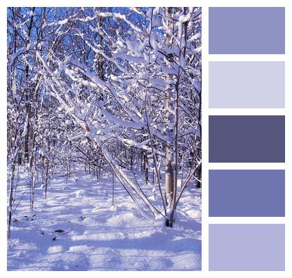 Nature Winter Season Image