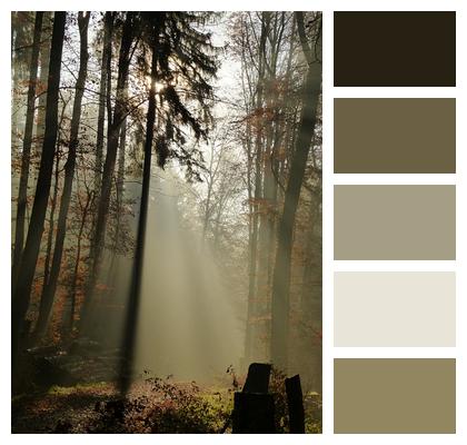 Forest Fog Mood Image