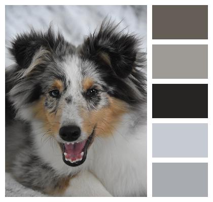 Sheltie Pet Dog Image