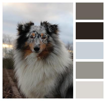 Dog Sheltie Pet Image