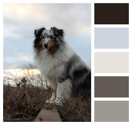 Pet Sheltie Dog Image