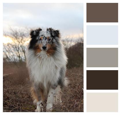 Dog Sheltie Pet Image