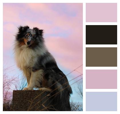 Dog Pet Sheltie Image