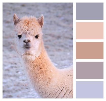 Animal Mammal Alpaca Image