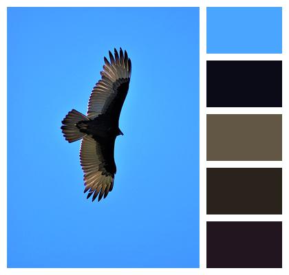Raven Bird Crow Image