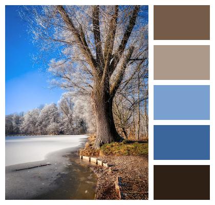 Tree Frozen Lake Image