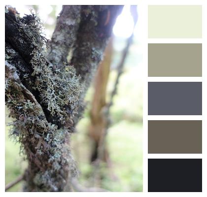 Lichens Tree Moss Image