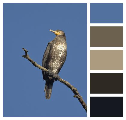 Perched Cormorant Bird Image