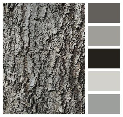Wood Bark Tree Image